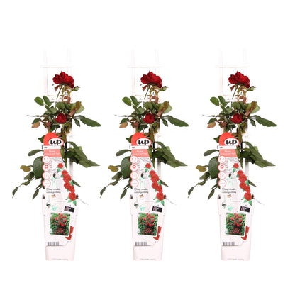 3x Rosa Crazy in Love 'Red' – Lebendige Duftrose Ø15cm, 65cm Höhe