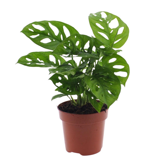 Monstera Monkey Leaf – Pflegeleichte Zimmerpflanze Ø12cm