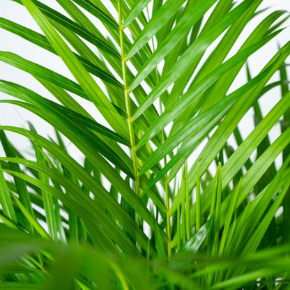 Areca-Palme mit Korb – 130 cm – pflegeleicht & luftreinigend