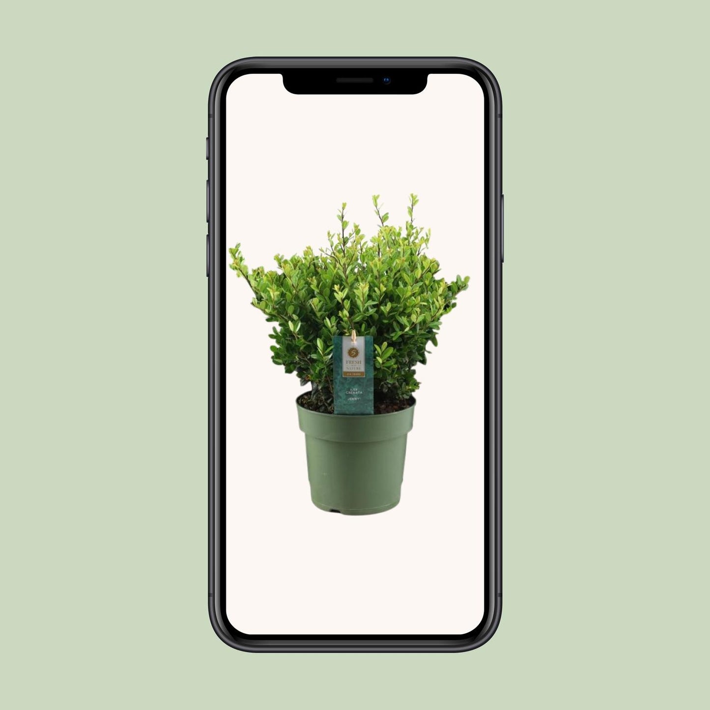 Ilex Crenata 'Jenny'® – Pflegeleichte Stechpalme Ø17cm