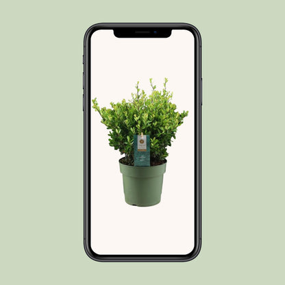 Ilex Crenata 'Jenny'® – Pflegeleichte Stechpalme Ø17cm