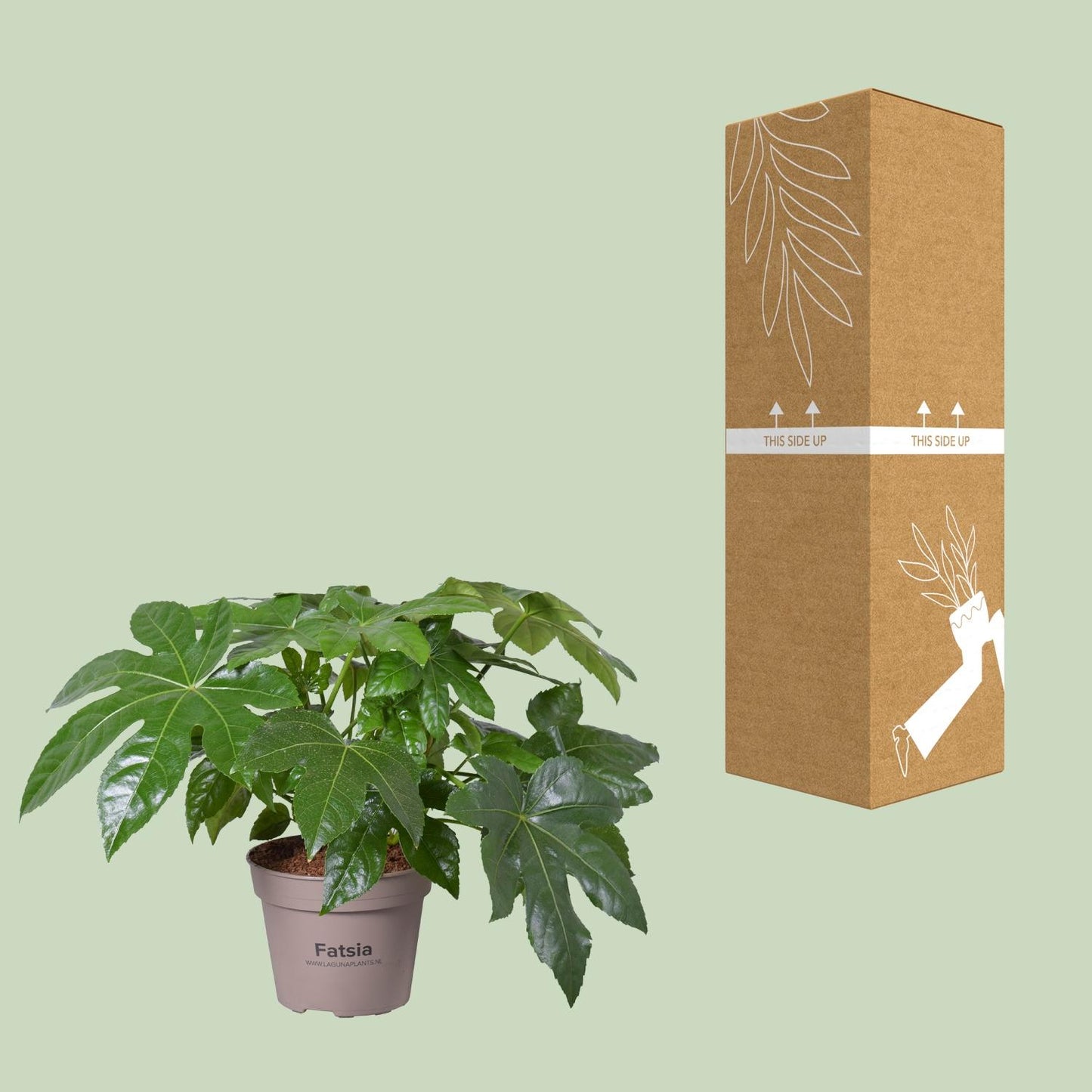 Fatsia Japonica – Pflegeleichte Zimmerpflanze Ø15cm