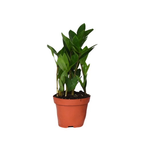 Zamioculcas – Pflegeleichte Zimmerpflanze Ø12cm