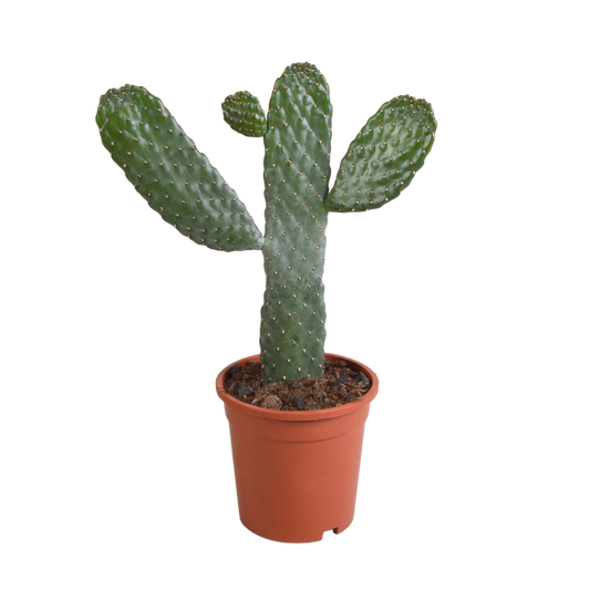 Opuntia consuela – Pflegeleichter Micky Mouse Kaktus 17 cm