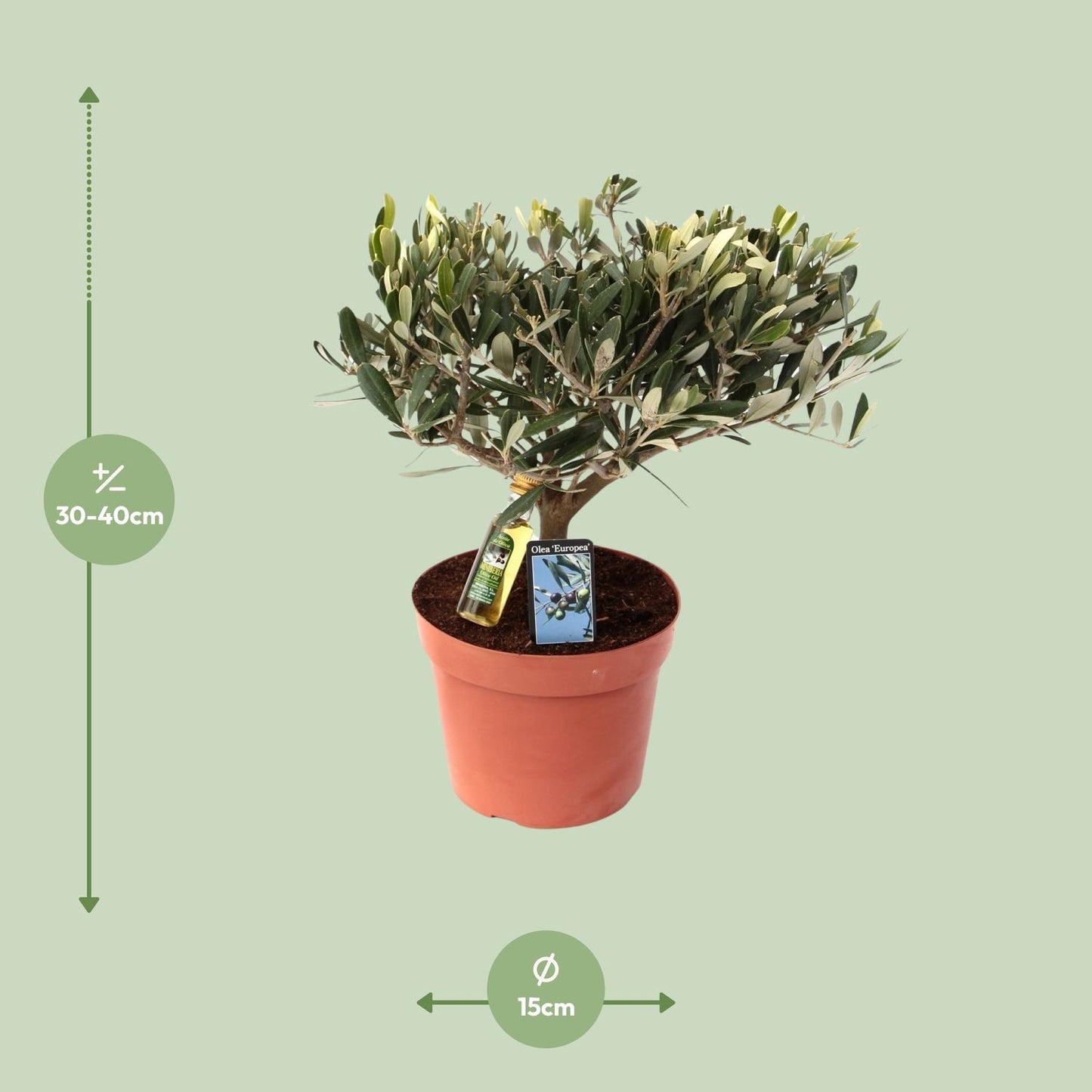 Olea Olijf – Pflegeleichte Olivenpflanze Ø15 cm