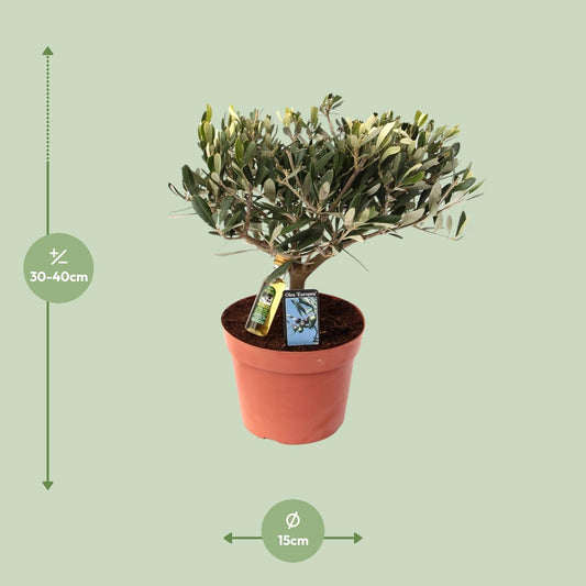 Olea Olijf – Pflegeleichte Olivenpflanze Ø15 cm