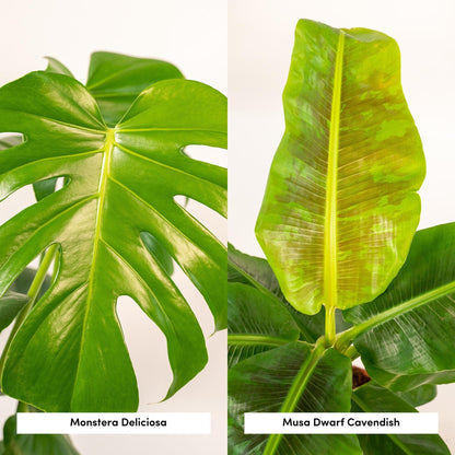 Monstera Deliciosa & Musa Dwarf Cavendish im Selin Korb Ø21cm