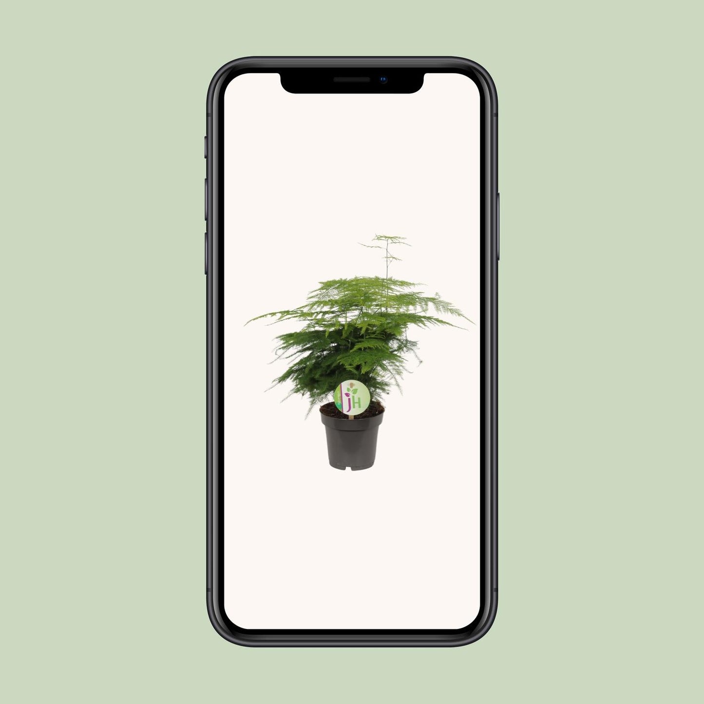 Kletterspargel – pflegeleichte Zimmerpflanze Ø12cm, 35cm hoch