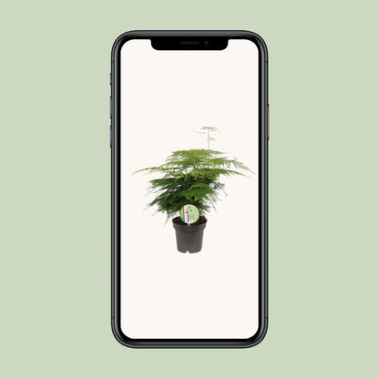 Kletterspargel – pflegeleichte Zimmerpflanze Ø12cm, 35cm hoch