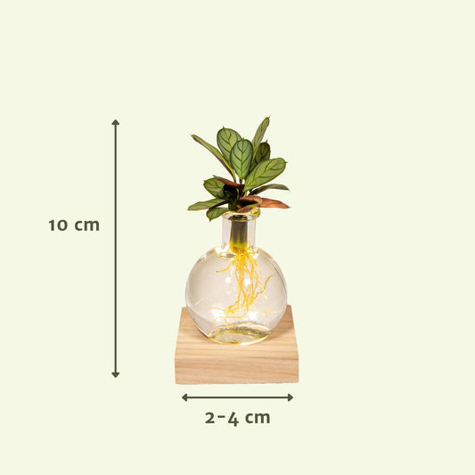 Calathea im Glas mit LED – Pflegeleichte Zimmerpflanze 12 cm