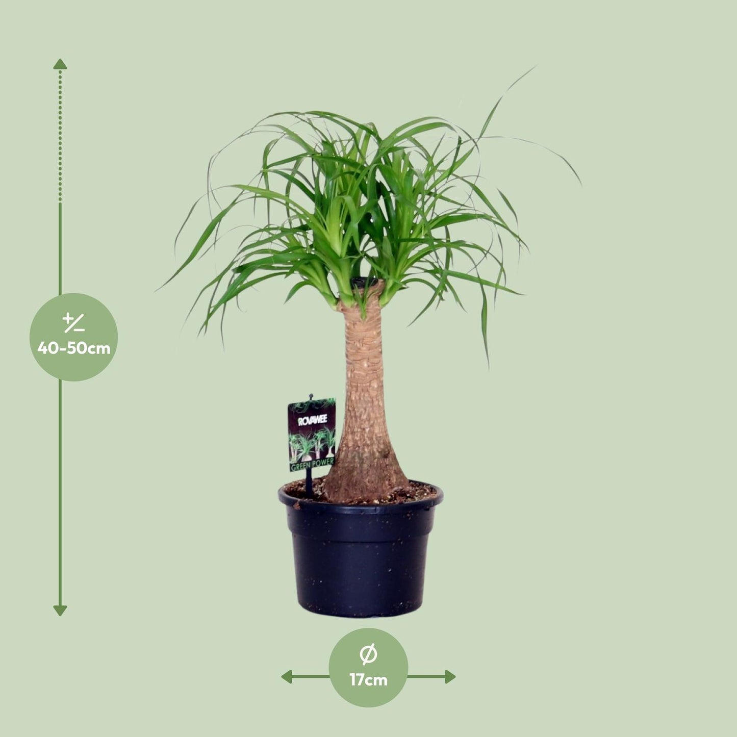 Beaucarnea Nolina – Pflegeleichte Zimmerpflanze Ø17cm