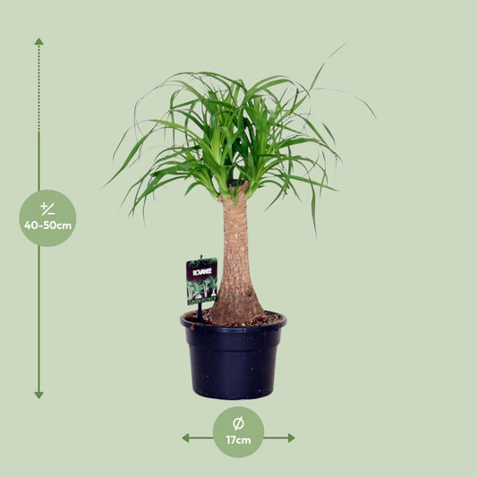 Beaucarnea Nolina – Pflegeleichte Zimmerpflanze Ø17cm