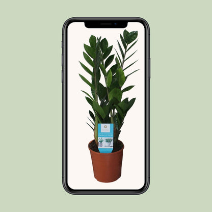 Zamioculcas Zamiifolia – Pflegeleichte ZZ-Pflanze Ø14cm, 55cm hoch