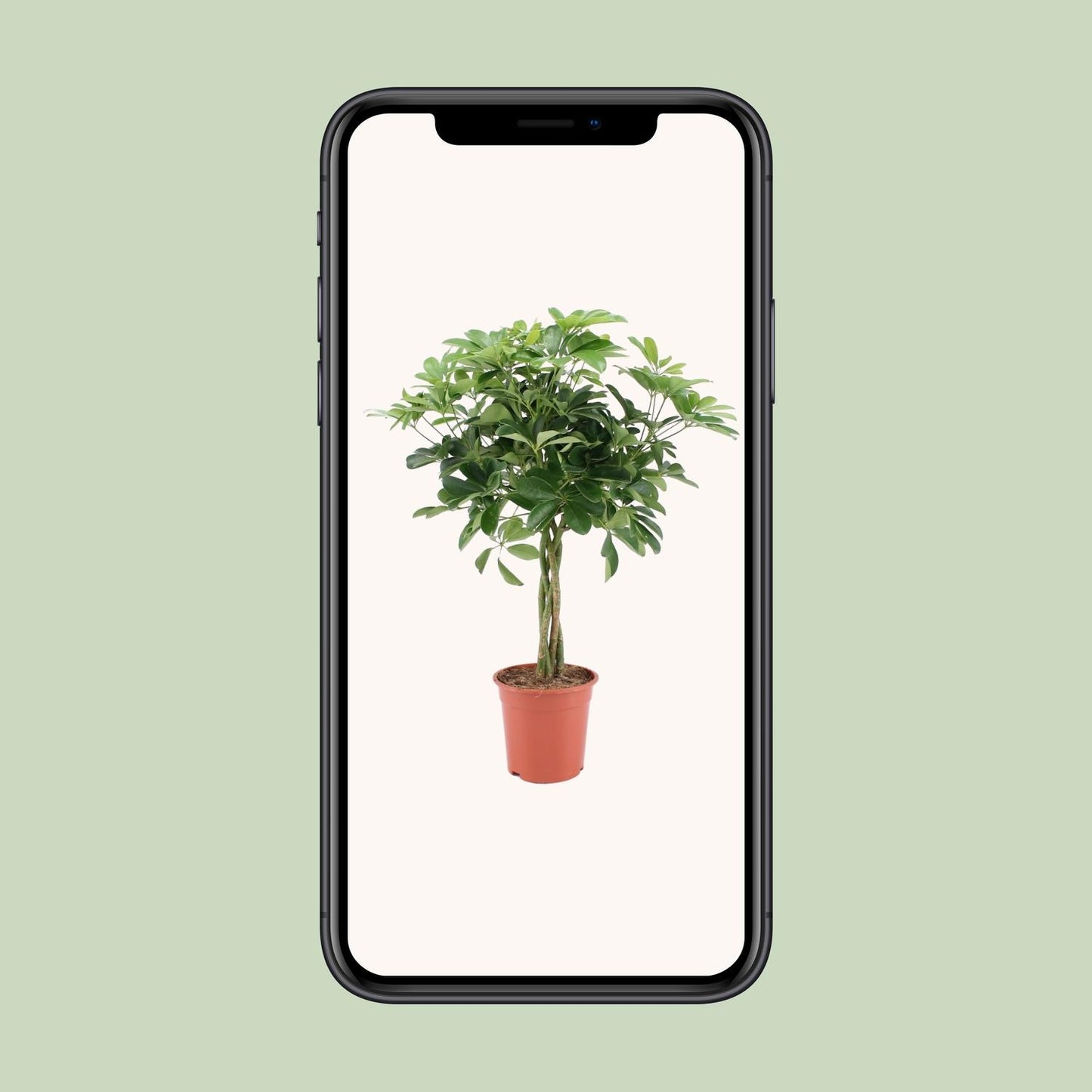 Schefflera Arboricola Nora – Pflegeleichter Schirmbaum Ø19cm
