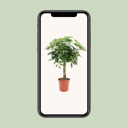 Schefflera Arboricola Nora – Pflegeleichter Schirmbaum Ø19cm