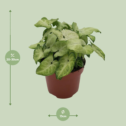 Syngonium 'White Butterfly' – kompakte Pfeilblatt-Rebe Ø13cm