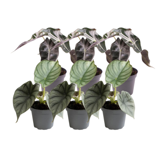 6x Alocasia Mix – Exotische, pflegeleichte Zimmerpflanzen