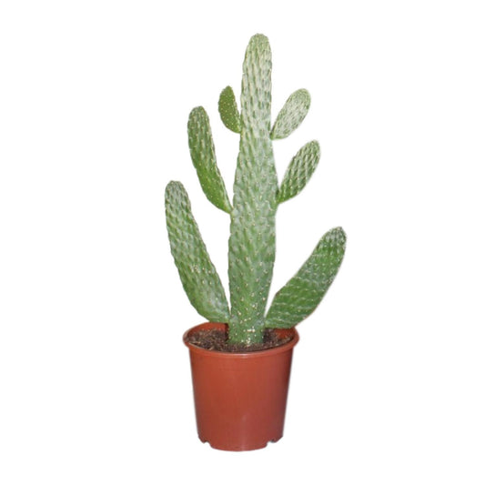 Opuntia Consolea Kaktus – Pflegeleichte Zimmerpflanze Ø17cm