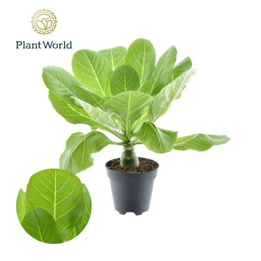 Hawaii-Palme Brighamia Ø12cm – Pflegeleichte Exotin