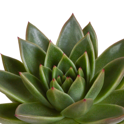 Echeveria 3er-Set im handbemalten Keramiktopf