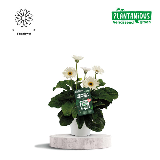 Garvinea Gerbera Wit – Pflegeleichte Gartenblume Ø19cm