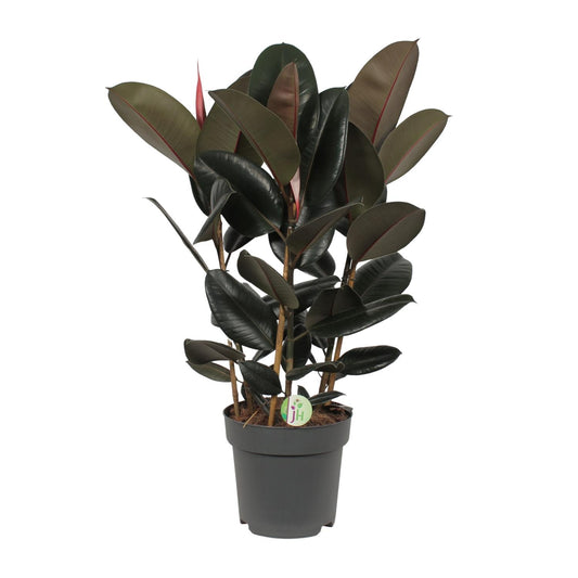 Ficus Abidjan Ø27cm – Pflegeleichte tropische Zimmerpflanze