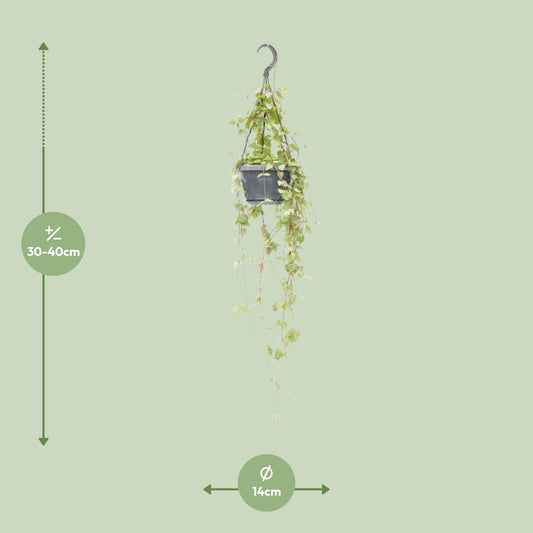Ceropegia Linearis 'Iris' – Pflegeleichte Hängepflanze Ø14cm