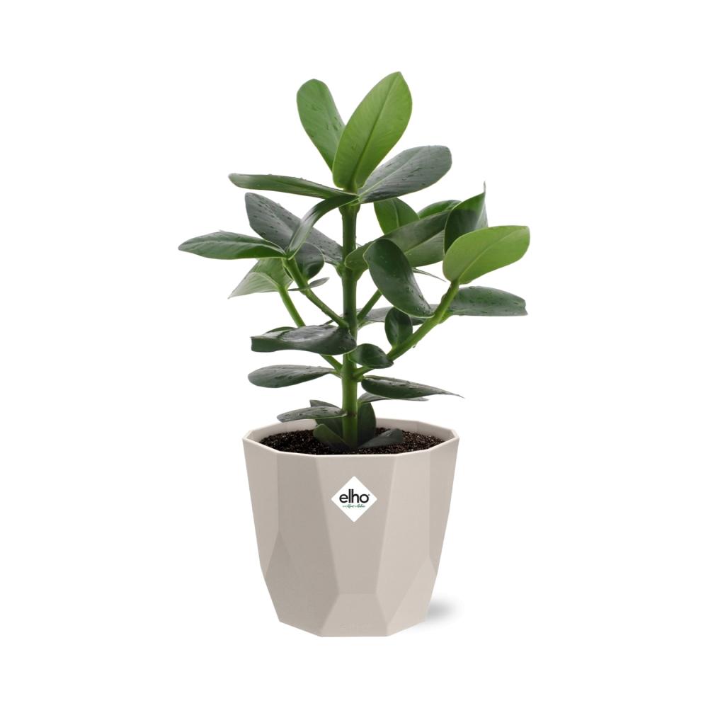 Clusia Princess in ELHO b.for rock 14 cm warm grey