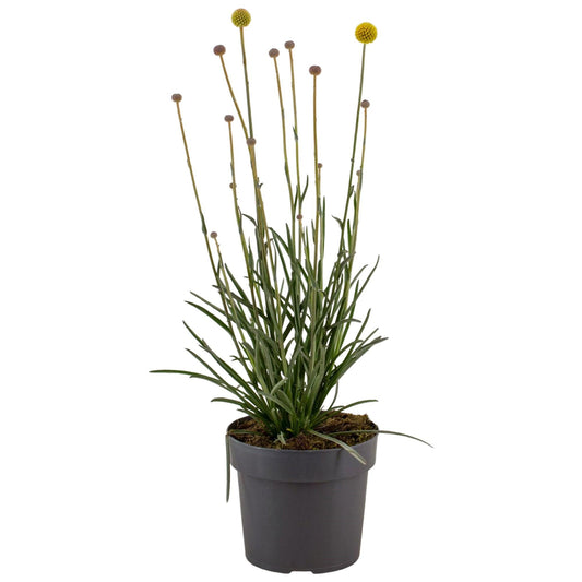 Trommelstöckchen 'Golf Beauty' – Leuchtende Trockenblume Ø17cm
