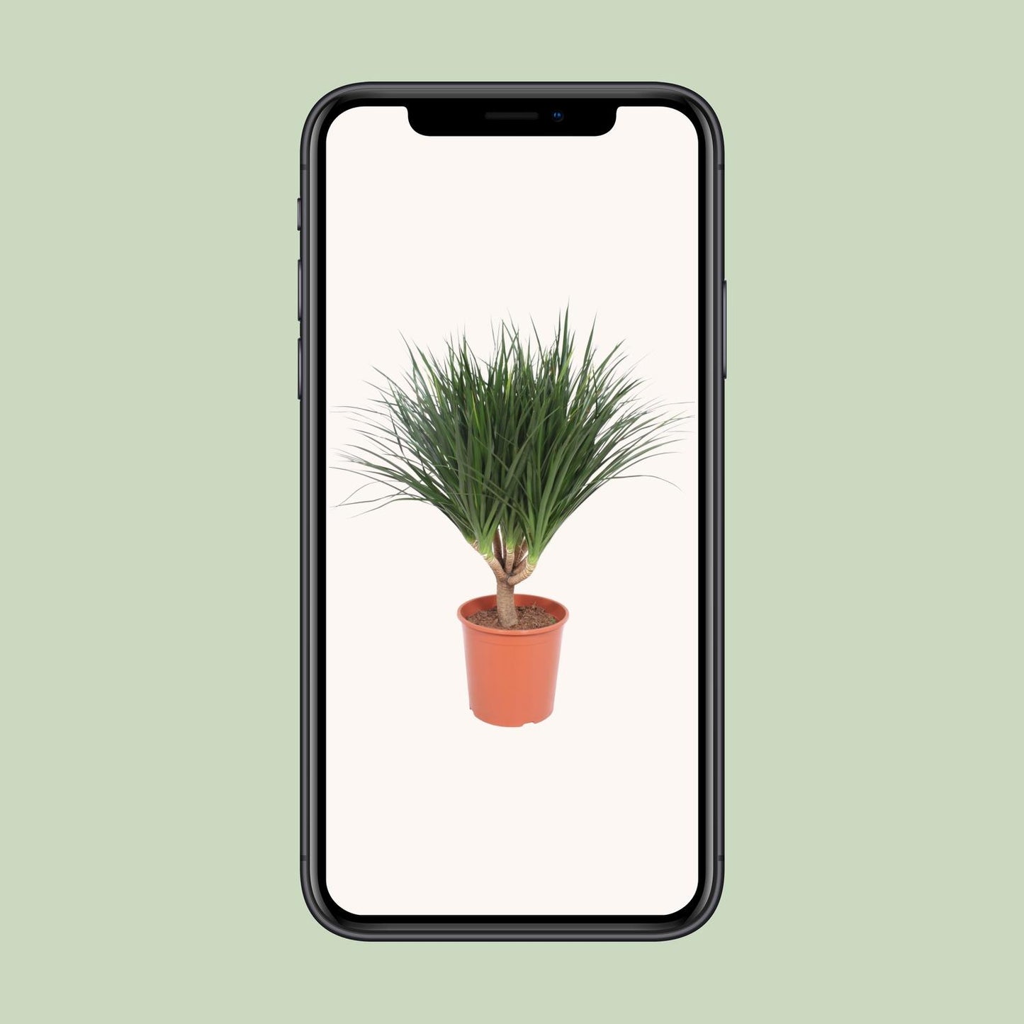 Dracaena Draco – Pflegeleichter Drachenbaum Ø30cm, 110cm hoch
