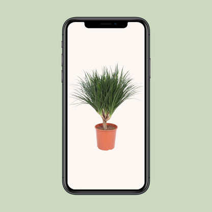 Dracaena Draco – Pflegeleichter Drachenbaum Ø30cm, 110cm hoch