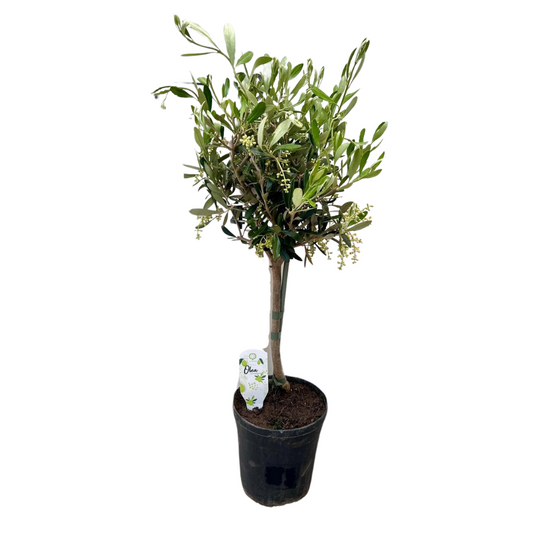 Olea - Eleganter Olivenbaum Ø15cm, 60cm hoch