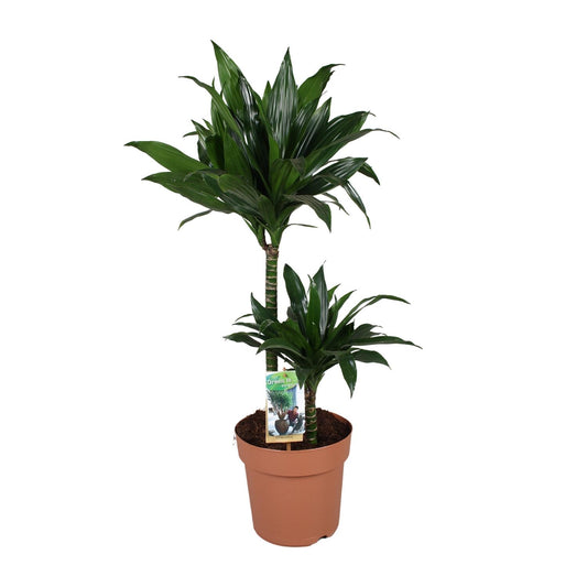 Dracaena Green Jewel – Majestätischer Drachenbaum Ø21cm