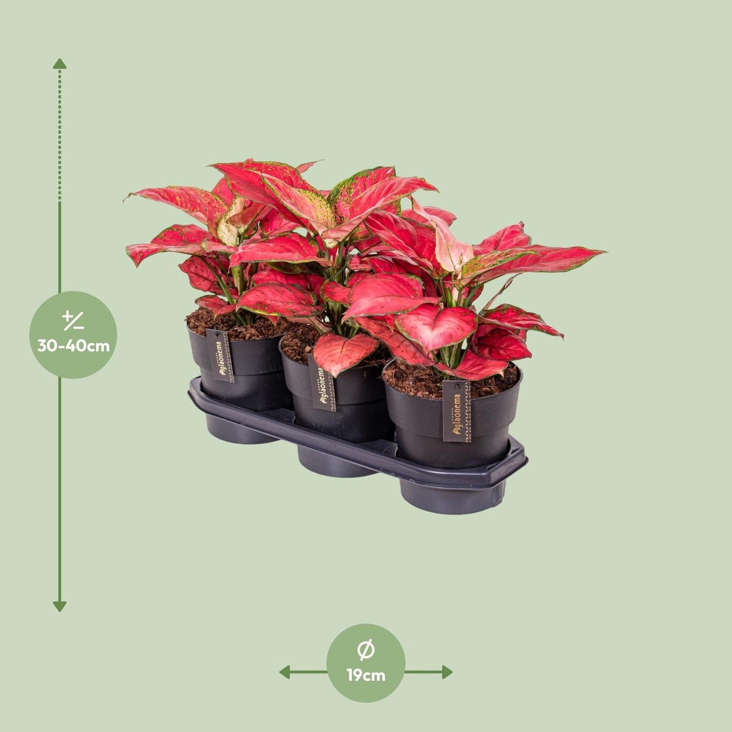 Aglaonema Red Joy – Pflegeleichte luftreinigende Zimmerpflanze Ø19cm
