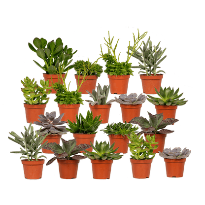 Everspring Sukkulenten Mix – 18 pflegeleichte Pflanzen