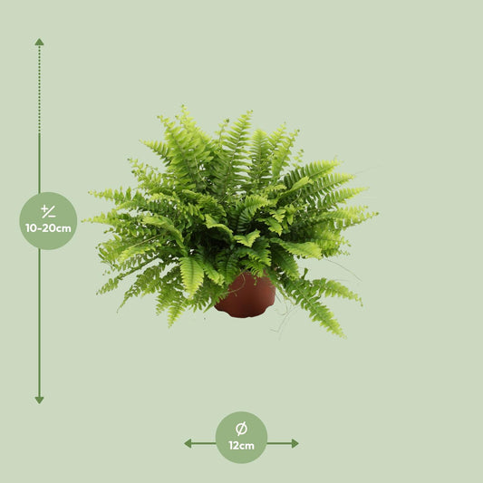 Nephrolepis Boston Green Moment – pflegeleichter Bostonfarn Ø12cm