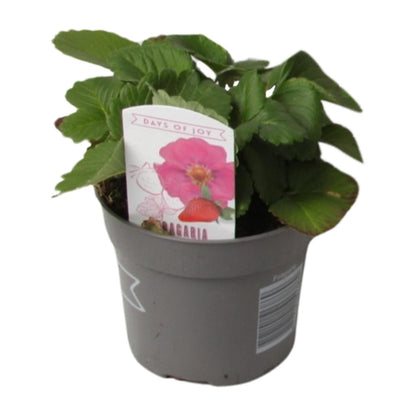 Fragaria Summer Breeze – Winterharte Erdbeere Ø10,5 cm