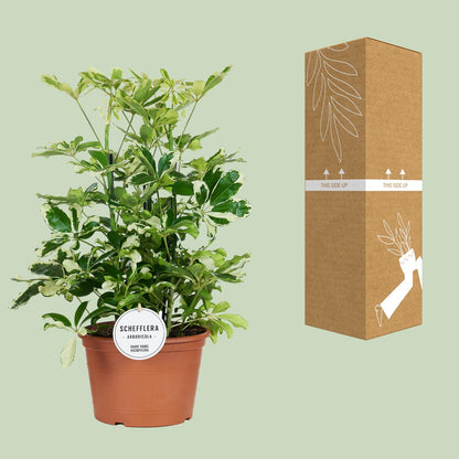 Schefflera Charlotte – Pflegeleichter Schirmbaum Ø21cm