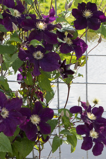4x Clematis Warszawska Nike – Große dunkelrote Blüten