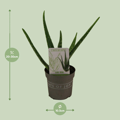 Aloe Vera Zimmerpflanze – Pflegeleicht & Dekorativ Ø10,5cm
