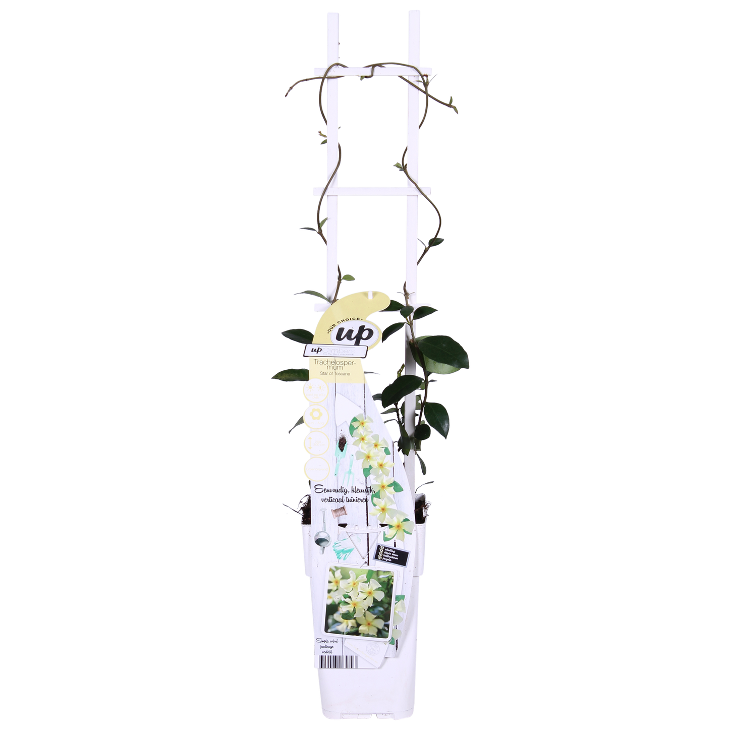 2x Trachelospermum 'Star of Toscana' – Immergrüne Kletterpflanze