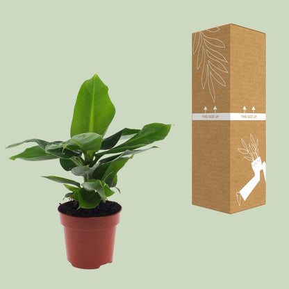 Zwerg-Banane 'Oriental Dwarf' – Pflegeleichte Tropenpflanze Ø12cm
