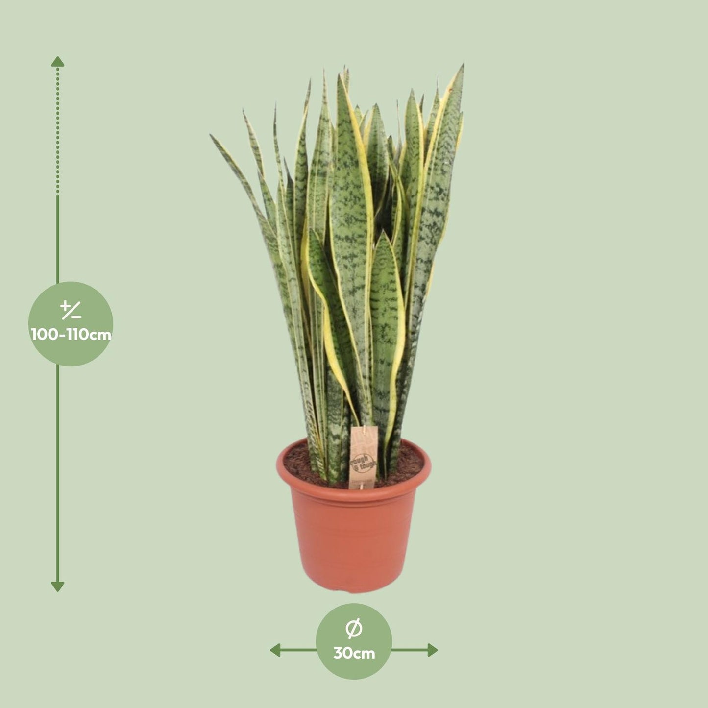Sansevieria Trifasciata Laurentii Ø30cm – Pflegeleichte Schwiegermutterzunge