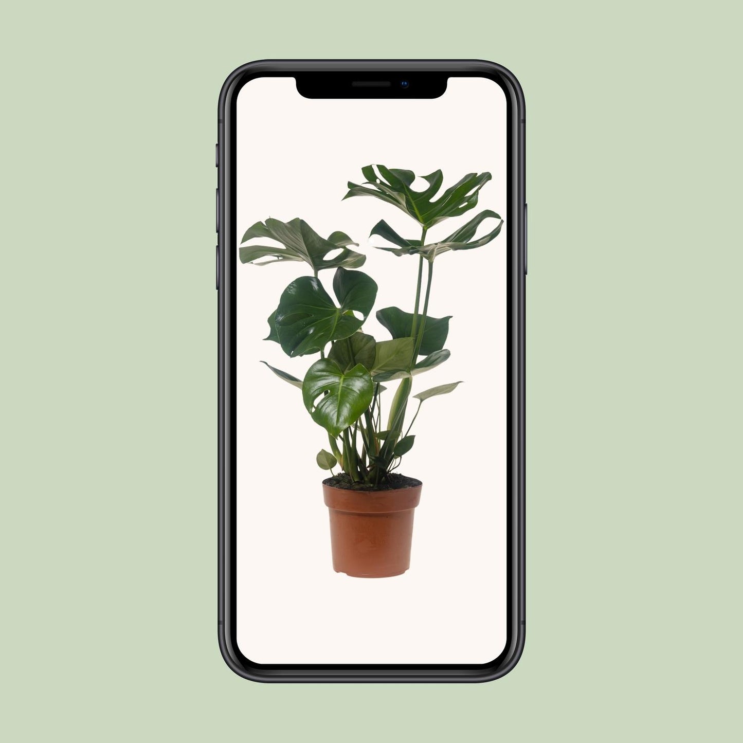 Monstera Deliciosa – Pflegeleichte Trendpflanze Ø21cm, 75cm hoch