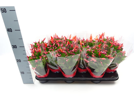 Schlumbergera (Weihnachtskaktus) Ø10,5 cm – pflegeleicht & robust