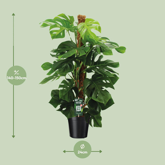 Monstera Pertusum Ø24cm – Pflegeleichte Trendpflanze bis 150cm