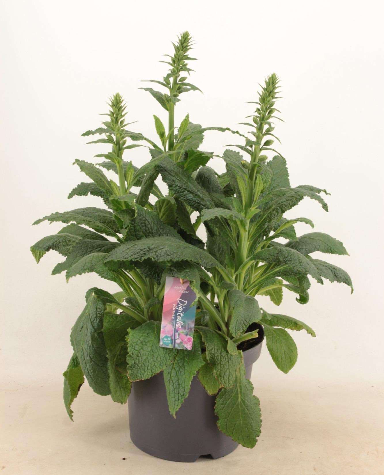 Digitalis 'Panther' – Pflegeleichte Blütenpracht für Ihr Zuhause