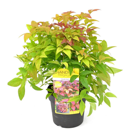 Nandina domestica 'Blush Pink' – Pflegeleichter Zierstrauch Ø19cm