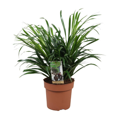 Dracaena Anita – Pflegeleichte Zimmerpflanze Ø17 cm