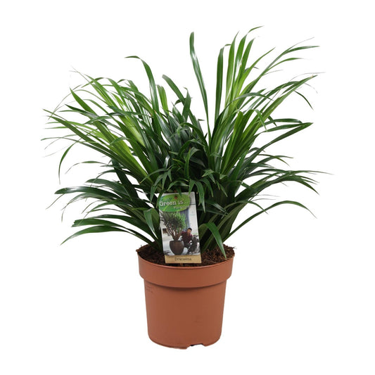 Dracaena Anita – Pflegeleichte Zimmerpflanze Ø17 cm